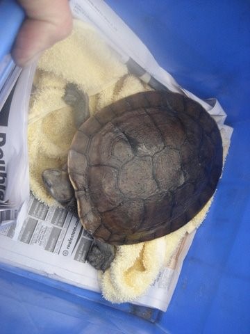 Turtle  02